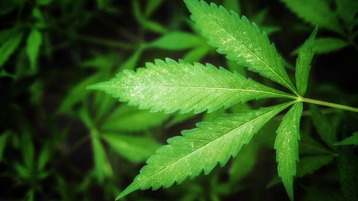 Huile, fleurs, infusion : à quoi reconnaît-on un CBD vraiment légal en France ?