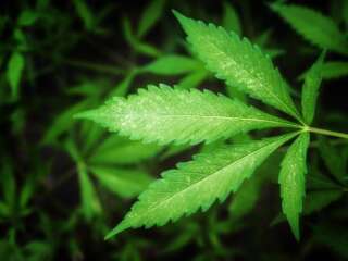 Huile, fleurs, infusion : à quoi reconnaît-on un CBD vraiment légal en France ?