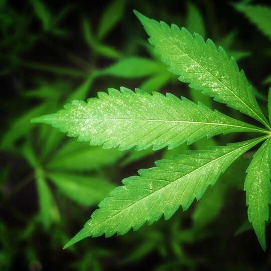 Huile, fleurs, infusion : à quoi reconnaît-on un CBD vraiment légal en France ?