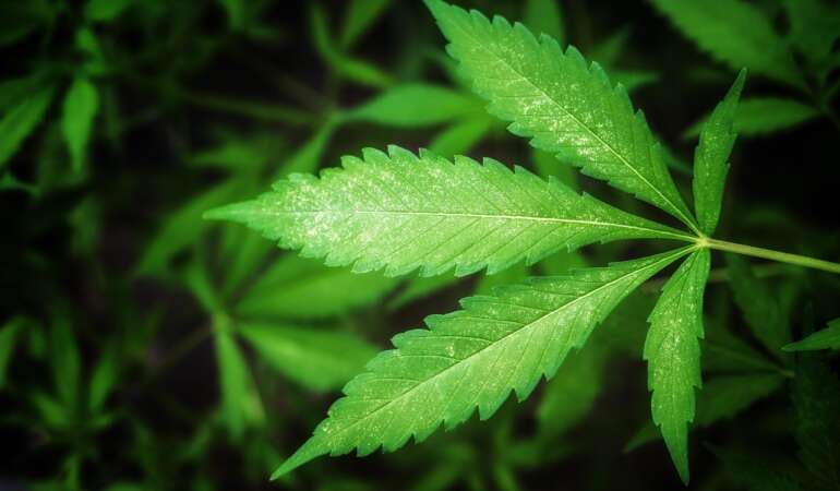 Huile, fleurs, infusion : à quoi reconnaît-on un CBD vraiment légal en France ?