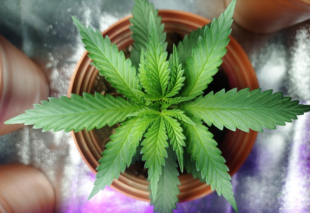 Jeune plant de chanvre riche en THCA avant décarboxylation